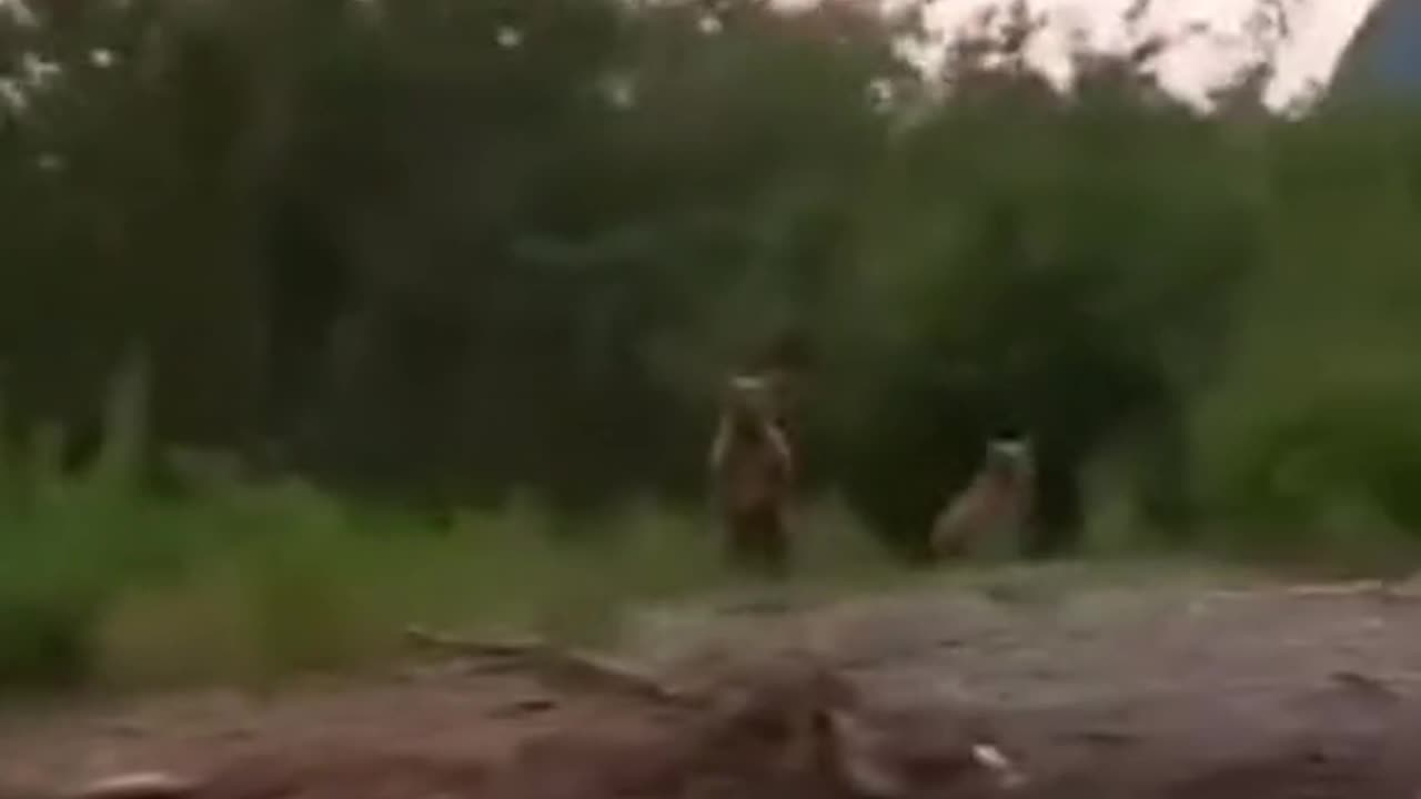 OMG How Fast They are