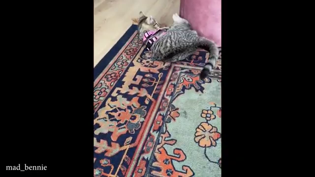 Cats who deserve an oscar