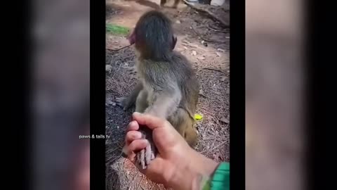 Funniest Animal Moments Ever Caught On Camera!