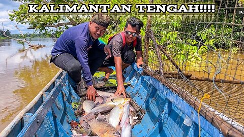 8 Days of predatory fish hunting nets 31 giant traps in Katingan, Central Kalimantan!! #KOOKIKO