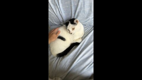 Pablo the cat