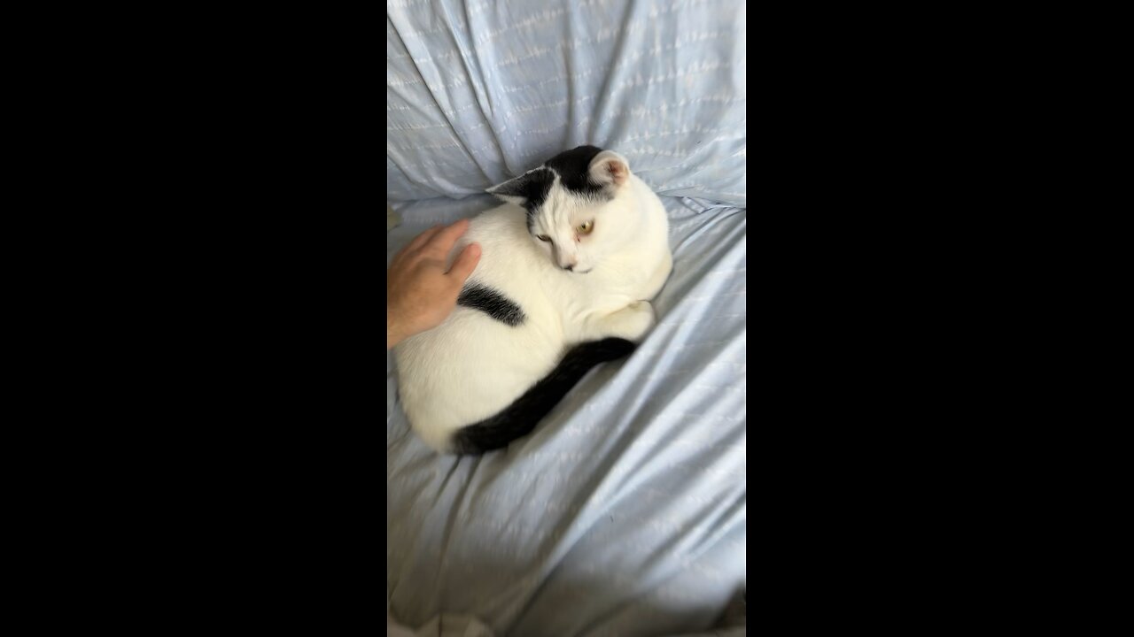 Pablo the cat