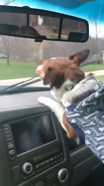 Dog Whines at Moving Windshield Wipers
