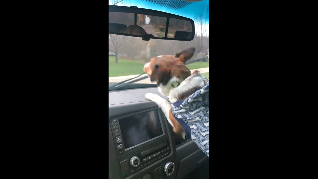 Dog Whines at Moving Windshield Wipers
