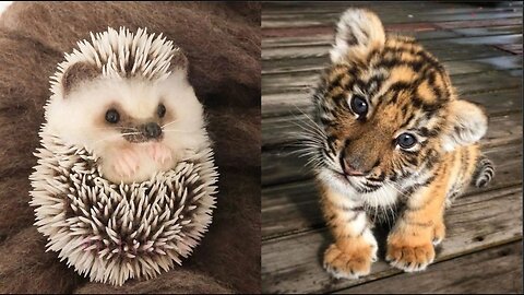 Cutest Baby Animals Ever! 🐾 Adorable Moments You Can't Resist | Compilation #1