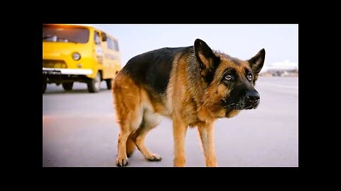 A Dog Abandoned By Its Owner In Airport But The Loyal Dog Waits Him