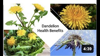 Dandelion Detox Benefits