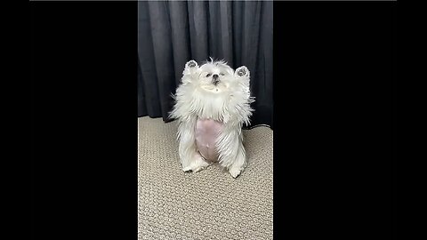 Varieties of Dogs Making You Laugh - Funny Animal Videos