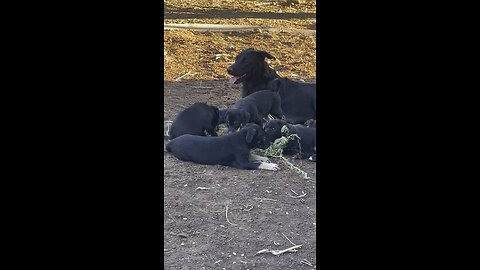 Puppies part 3. 08/17/2025