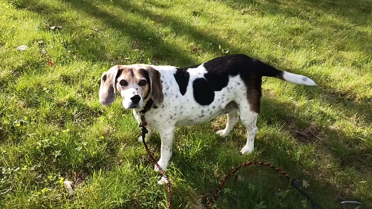 Bandit