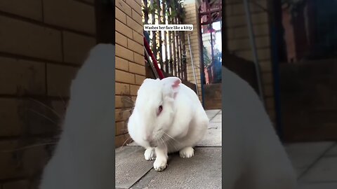 At night a girl met a rabbit on the road and became his mom