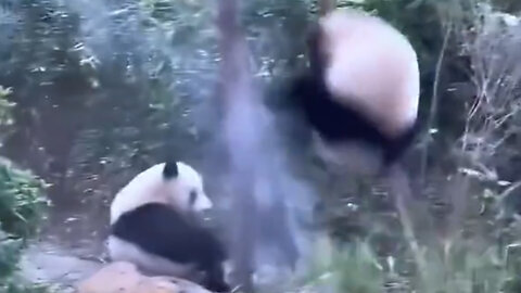 Funny "The Great Bear Crash: When Trees Attack" #funny