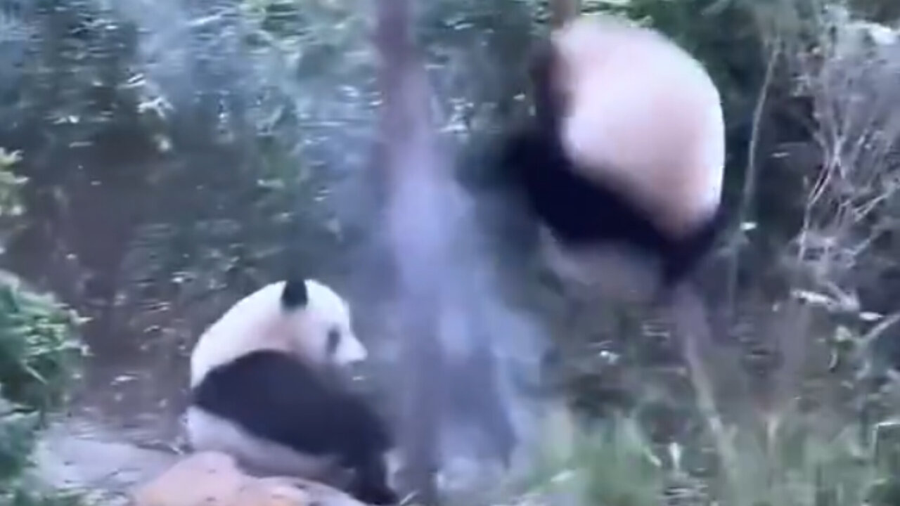 Funny "The Great Bear Crash: When Trees Attack" #funny