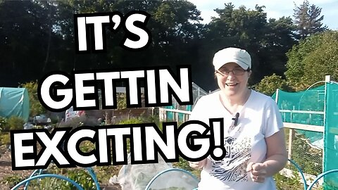Scottish Allotment Update: Growth & Progress!
