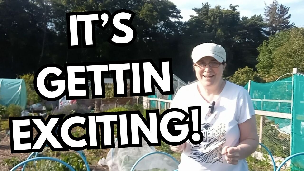 Scottish Allotment Update: Growth & Progress!