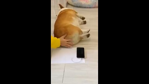 Funniest Animal Moments of the Week