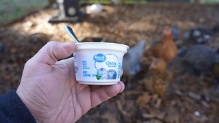 Chickens get some food that is actually flingable: blueberry greek yogurt.