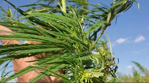 American Landrace Hemp Strains Used to Grow Throughout All 50 States of America