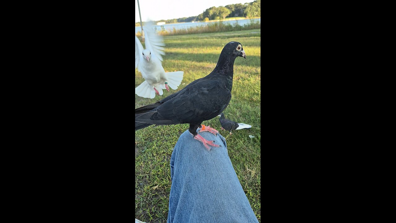 Evening by the lake