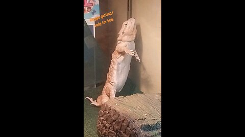 Dragon Of Tai Chi