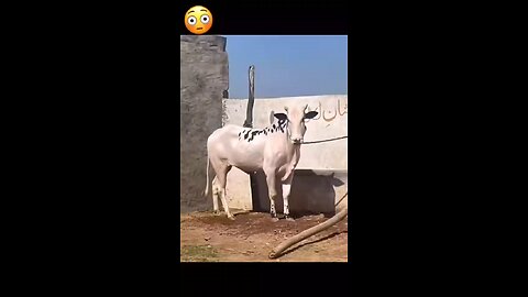 😂🤣