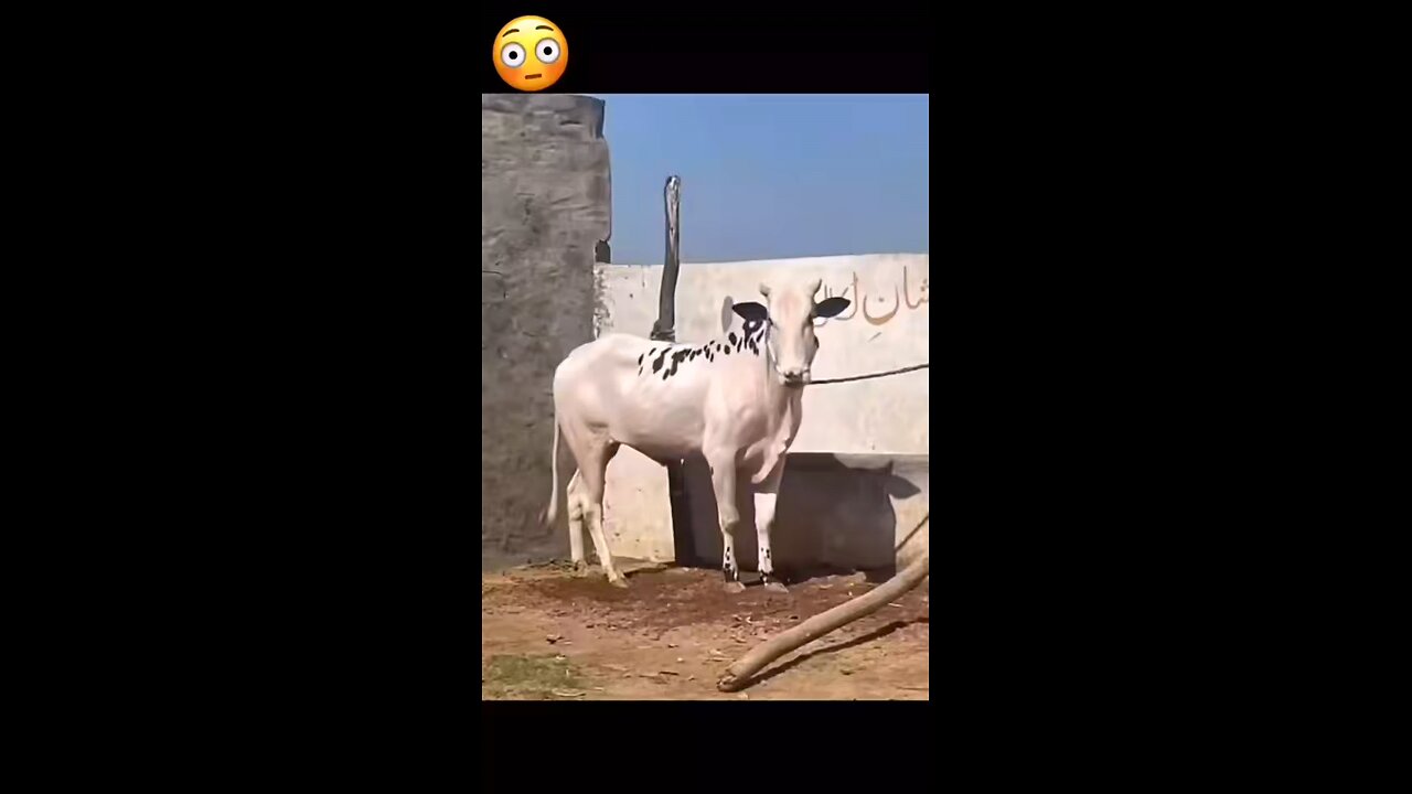 😂🤣