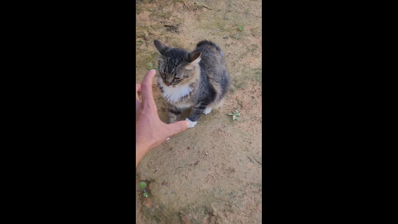 Cat😺