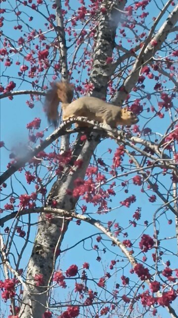 Sam our friendly squirrel!