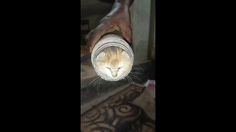 cat stuck in a bottle