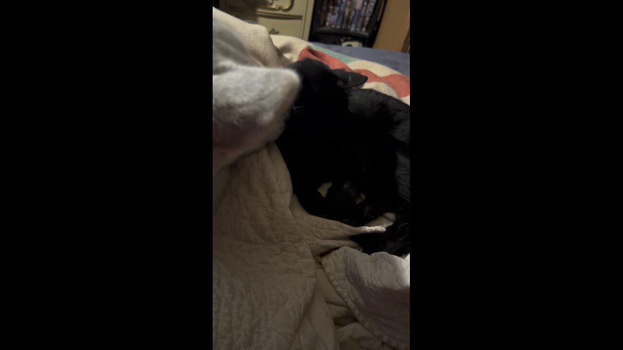 Cat dog love