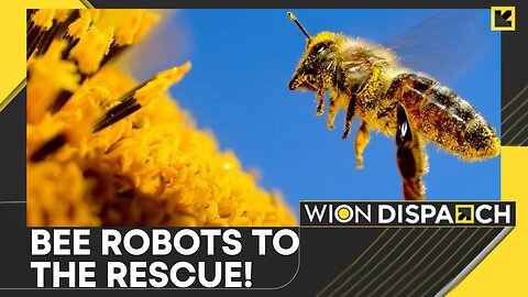 China Creates First Cyborg Bee | Bees Could Be Used In Combat & Counterterrorism | WION Dispatch