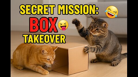 Secret Mission :Box Takeover🐱😜🤣