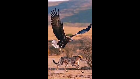 satisfying Video