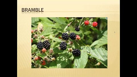 Herbs: Raspberry leaves