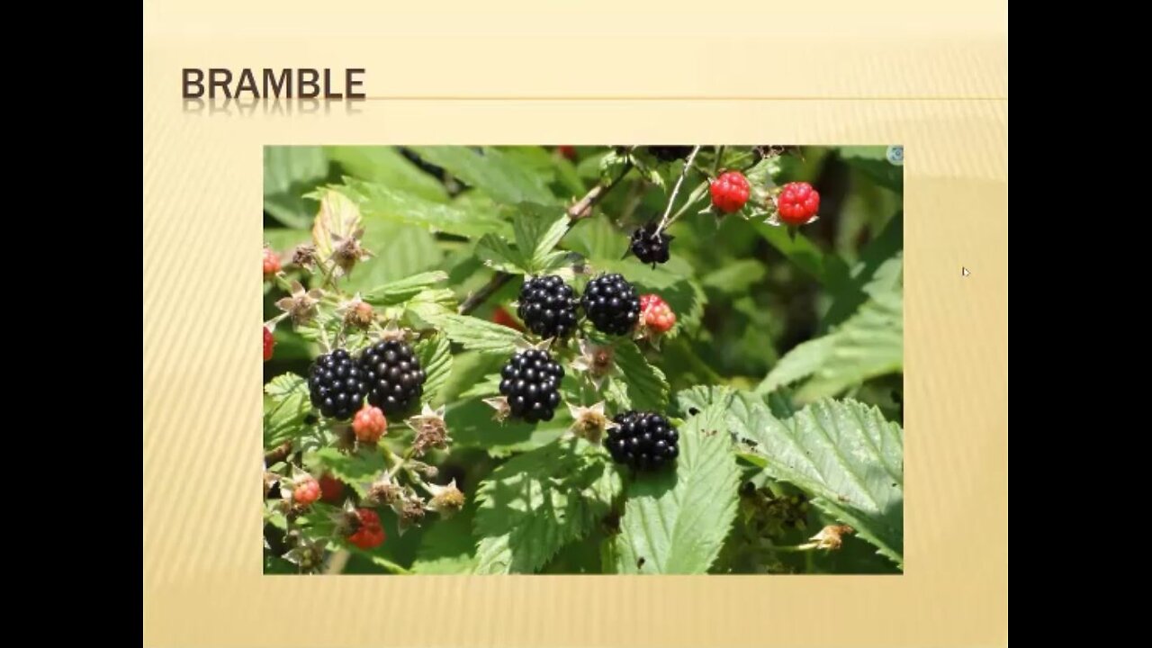 Herbs: Raspberry leaves