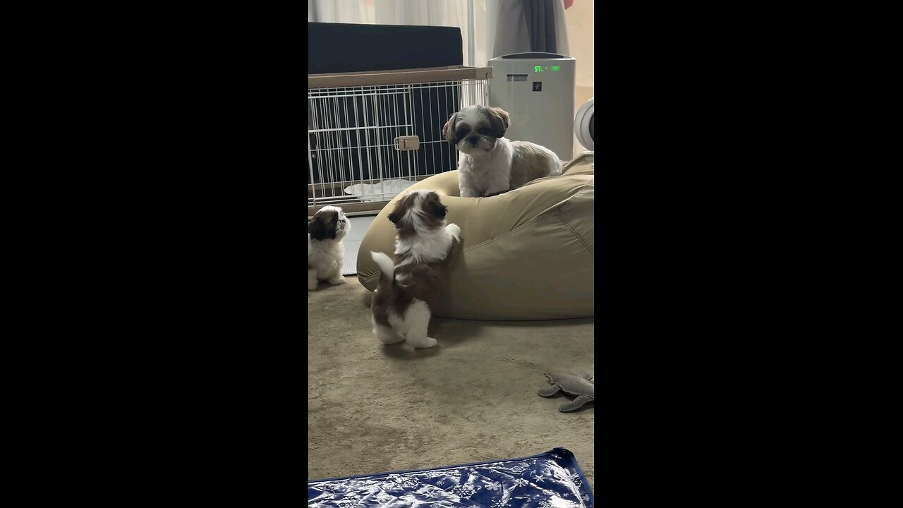 चैन से बैठने ना देते