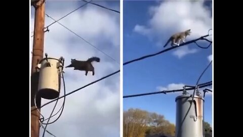 Which Cat Rocked the 9th life better?