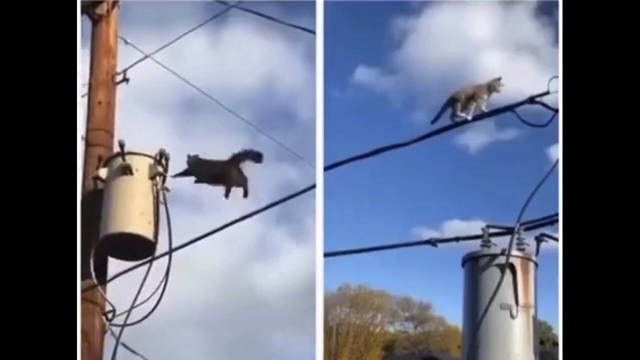 Which Cat Rocked the 9th life better?