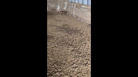 Calf eaten alive by Coyotes