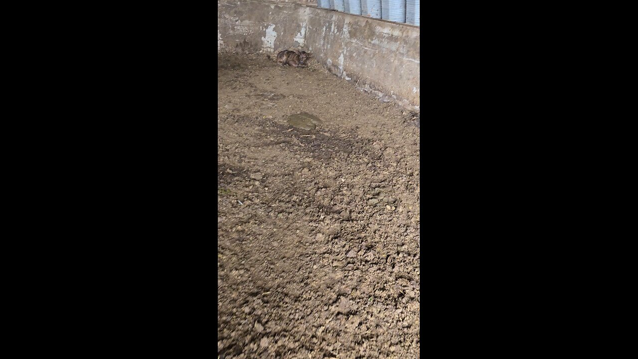 Calf eaten alive by Coyotes