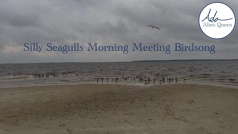 Ada Alien Queen • Bird Songs • Take #00014 • Silly Seagulls Morning Meeting Birdsong