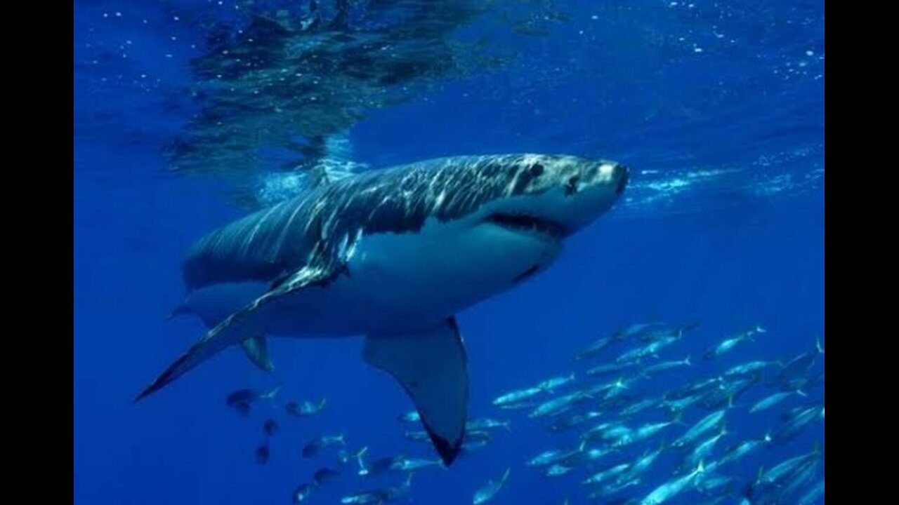 What Are the Best Cabo San Lucas Excursions for First-Time Visitors?