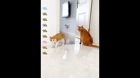 Talking Cat?Decoding Those Meows!