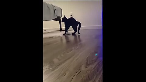 Entertainment for domestic cats!