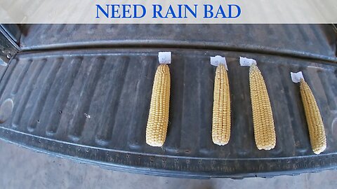 Need Rain Bad