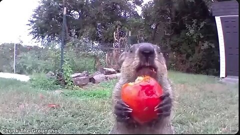 Funniest Animal Videos Ever (Part 1)