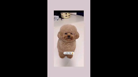 आई लव यु