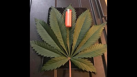 BONGS OVER BONES