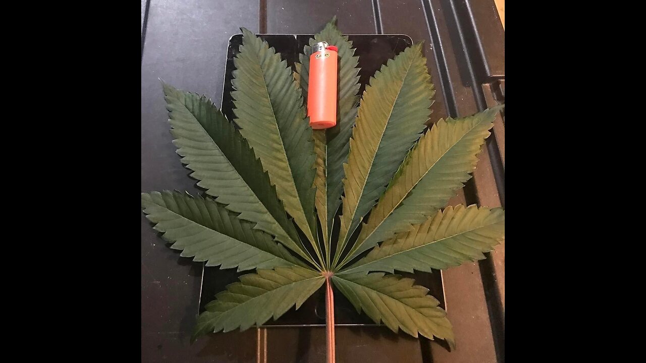 BONGS OVER BONES