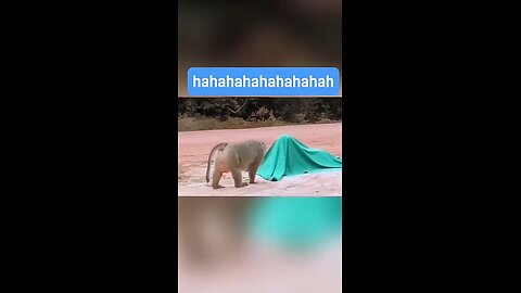 animal funny moment